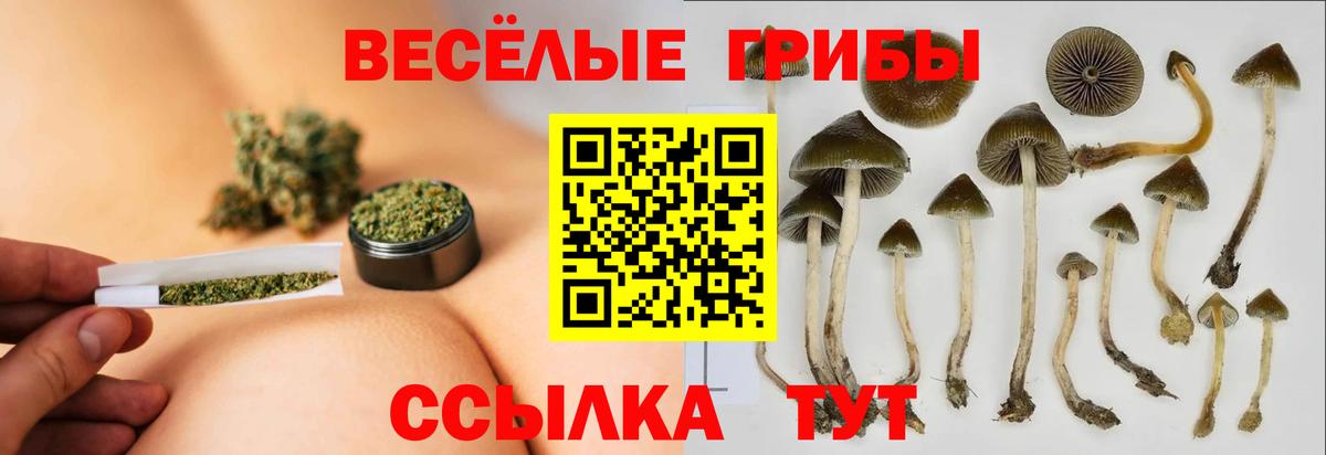 Псилоцибиновые грибы прущие грибы Горно-Алтайск